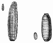Fig. 67.&mdash;Larvæ of Dacus oleæ (magnified and natural size).