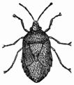 Fig. 69.&mdash;Grey Pentatoma (Raphigaster griseus).