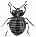 Fig. 70.&mdash;Bed Bug (Acanthia lectularia), magnified.