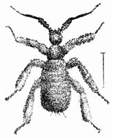 Fig. 72.&mdash;Pupa of Reduvius personatus, covered with its cloak of dust (magnified).