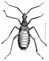 Fig. 73.&mdash;Pupa of Reduvius personatus, denuded of its cloak of dust (magnified).