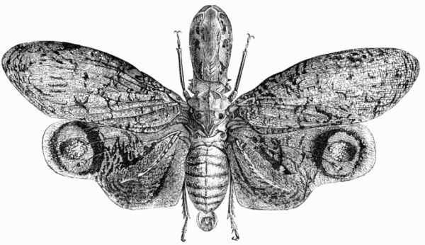 Fig. 83.&mdash;Lantern Fly (Fulgora lanternaria).