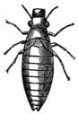 Fig. 84.&mdash;Larva of the Aphrophora (Aphrophora spumaria).