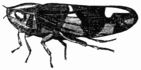 Fig. 85.&mdash;The Froghopper (Aphrophora spumaria).