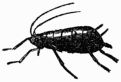 Fig. 90.&mdash;Wingless Aphides, or Plant-lice (magnified).