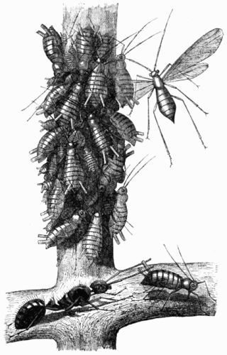Fig. 91.&mdash;Aphides and Ant (magnified).