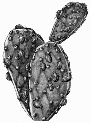 Fig. 93.&mdash;Branch of the Cactus, with Cochineal Insects on.