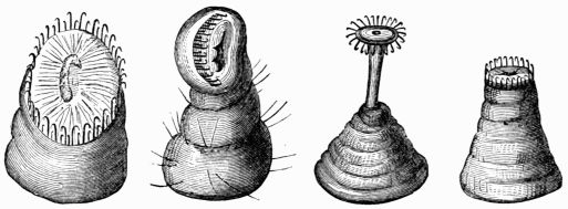 Fig. 95.&mdash;Membranous legs of the Silkworm (Bombyx mori).