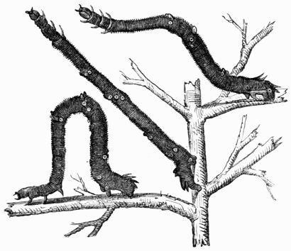 Fig. 100.&mdash;Caterpillar of the Canary-shouldered Thorn (Eugonia alniaria).