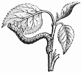 Fig. 101.&mdash;Looper Caterpillar eating the leaves of the Apricot (after Réaumur).