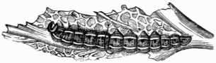 Fig. 109.&mdash;Caterpillar of the Pieris brassicæ.
