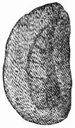 Fig. 111.&mdash;Cocoon, after Réaumur.