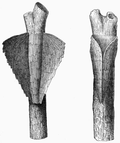 Figs. 122, 123.&mdash;Cocoon of Pyralis corticalis (magnified, proper size 2/3 inch).