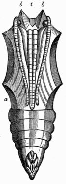 Fig. 127.&mdash;Chrysalis of the large Tortoise-shell Butterfly (Vanessa polychloros), magnified, seen from the lower side.