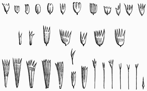 Fig. 133.&mdash;Different forms of the scales of Butterflies, after Réaumur.
