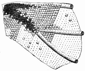 Fig. 134.&mdash;Portion of the wing of a Moth 