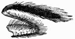 Fig. 135.&mdash;Leg of Butterfly armed with hooks.
