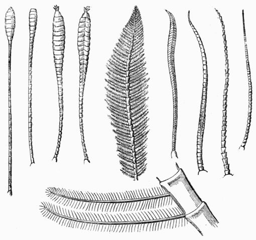 Fig. 137.&mdash;Antennæ of Lepidoptera.