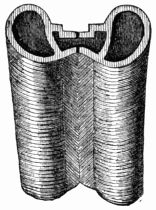 Fig. 138.&mdash;Section of a Butterfly's Trunk, after Réaumur.