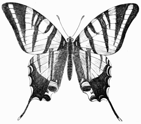 Fig. 142.&mdash;The scarce Swallow-tailed Butterfly