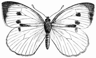 Fig. 144.&mdash;Pieris brassicæ.