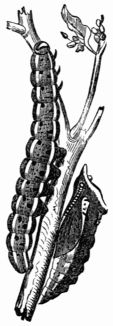 Fig. 145.&mdash;Caterpillar and Chrysalis of Pieris brassicæ.