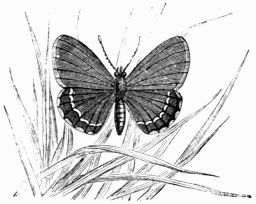 Fig. 156.&mdash;Lycæna (Polyommatus) battus.