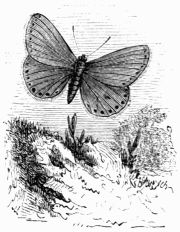Fig. 157.&mdash;Lycæna (Polyommatus) ægon.