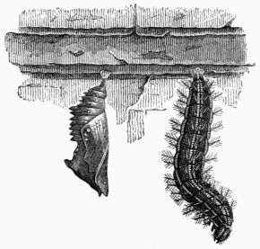 Fig. 159.&mdash;Larva and chrysalis of the large Tortoise-shell 