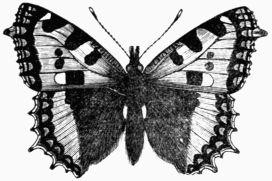 Fig. 160.&mdash;Small Tortoise-shell Butterfly 