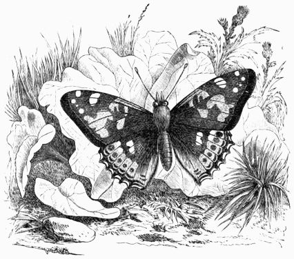 Fig. 164.&mdash;Painted Lady Butterfly 