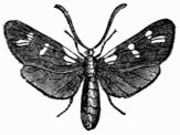 Fig. 175.&mdash;Six-spot Burnet Moth