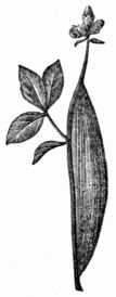Fig. 176.&mdash;Cocoon of the Zygæna filipendulæ.