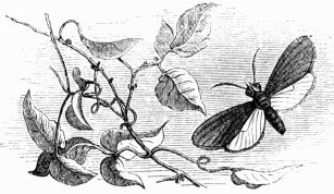 Fig. 177.&mdash;The Forester