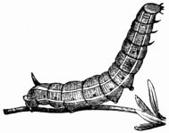 Fig. 179.&mdash;Caterpillar of Humming-bird Hawk-Moth