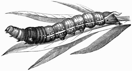 Fig. 184.&mdash;Larva of Deilephila (Chærocampa) nerii.