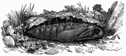 Fig. 185.&mdash;Pupa of Deilephila (Chærocampa) nerii.