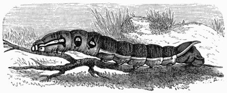 Fig. 187.&mdash;Larva of Deilephila (Chærocampa) elpenor.