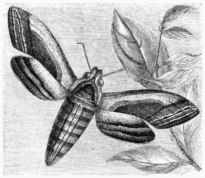 Fig. 189.&mdash;Privet Hawk-Moth
