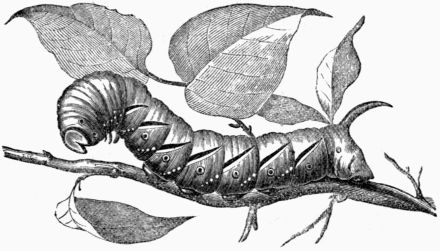 Fig. 190.&mdash;Larva of the Privet Hawk-Moth