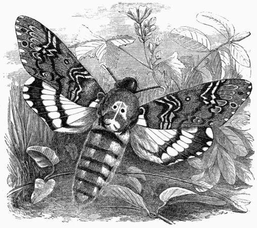 Fig. 193.&mdash;Death's-head Hawk-Moth