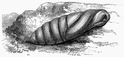 Fig. 195.&mdash;Chrysalis of the Death's-head Hawk-Moth.