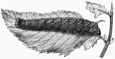 Fig. 197.&mdash;Larva of the Lime Hawk-Moth