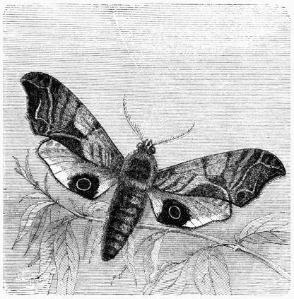 Fig. 198.&mdash;Eyed Hawk-Moth