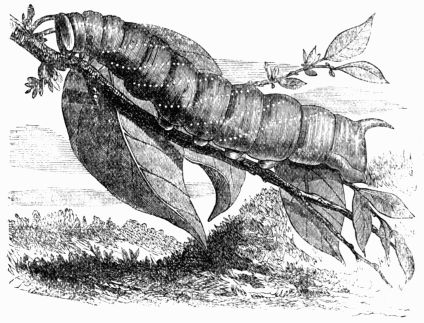 Fig. 200.&mdash;Larva of the Poplar Hawk-Moth 