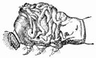 &mdash;Head of the Silkworm during moulting.