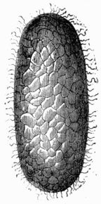 Fig. 214.&mdash;Spherical cocoon of the Bombyx mori.