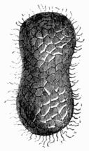 Fig. 215.&mdash;Cocoon of Bombyx mori, drawn in towards the middle.