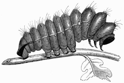 Fig. 221.&mdash;Larva of Attacus (Bombyx) Yama-Maï.