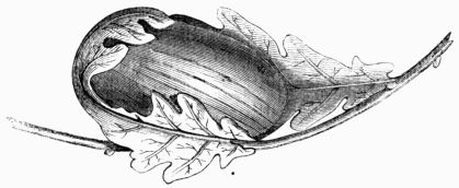Fig. 222.&mdash;Cocoon of Attacus (Bombyx) Yama-Maï.